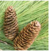 Bristle Pine Garland - 10' Length X 20"