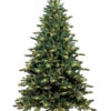 Fraser Fir Tree