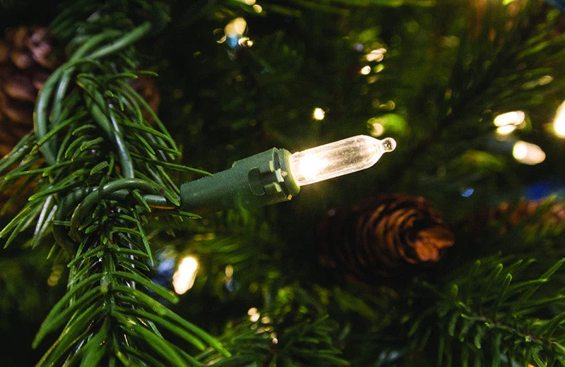 Calgary Pine Tree 2 Calgary Pine Tree - Image 2