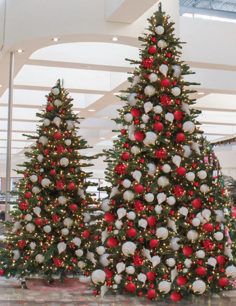 Noble Fir Tree 2 Noble Fir Tree - Image 2