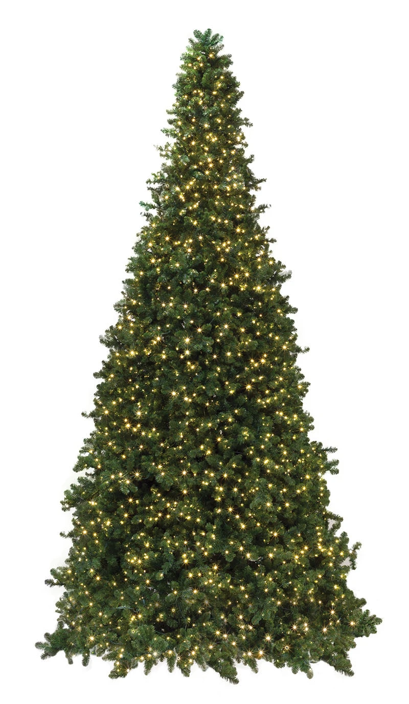 Olympia Pine Tower Tree 1 Olympia Pine Tower Tree